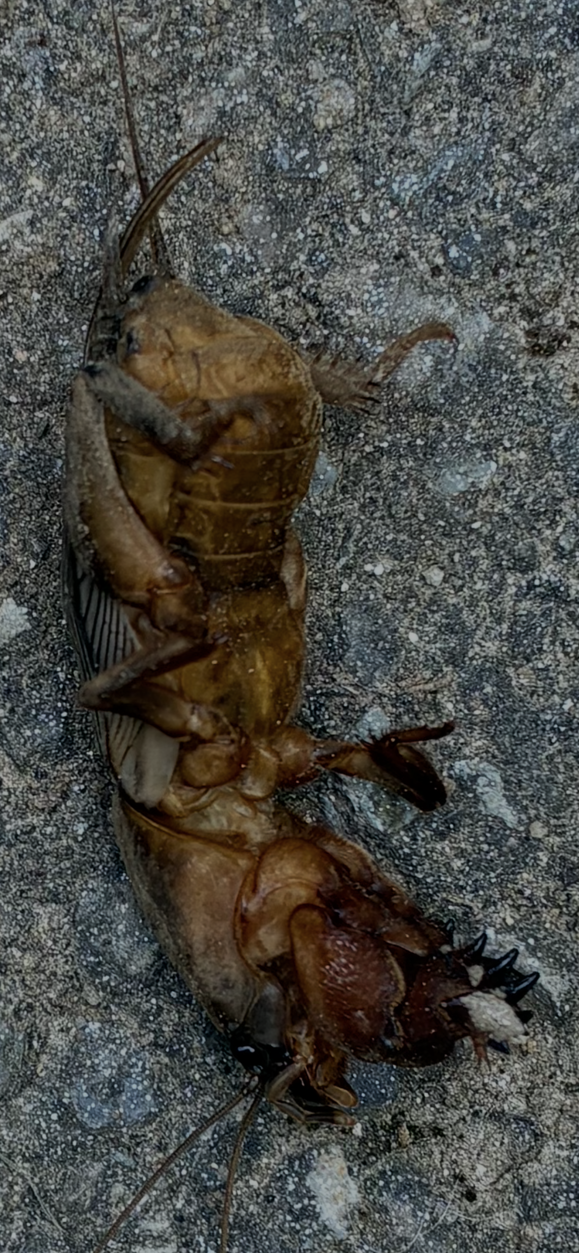 Mole Cricket